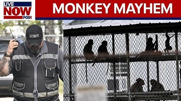 Research monkeys escape: 43 break out of medical test compound | LiveNOW from FOX
