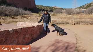 Rottweiler Amazing Transformation! 9-Month Old ‘Bruiser’ and his Before and After Training Video by Off Leash K9 Training 91 views 3 years ago 11 minutes, 49 seconds