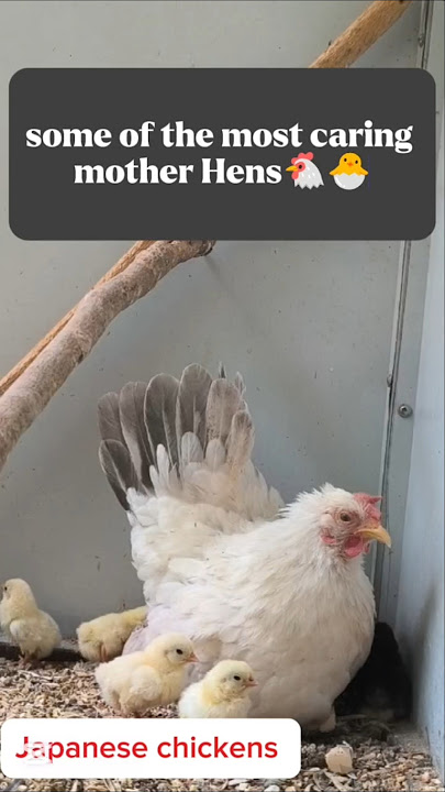 Japanese chickens and chicks🐣chabo #backyardchickens #ayam #chicken #japanesebantams