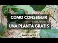 Consigue una planta gratis