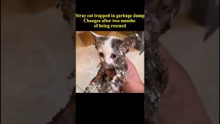 Trapped Kitten In Tears As Rescued, Amazing Transformation After One Month