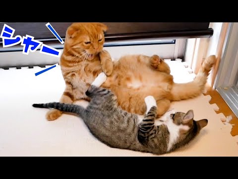 子猫が休憩中の先住猫にイタズラをした結果が…