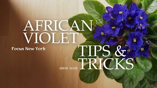 African Violet Indoor Care Guide