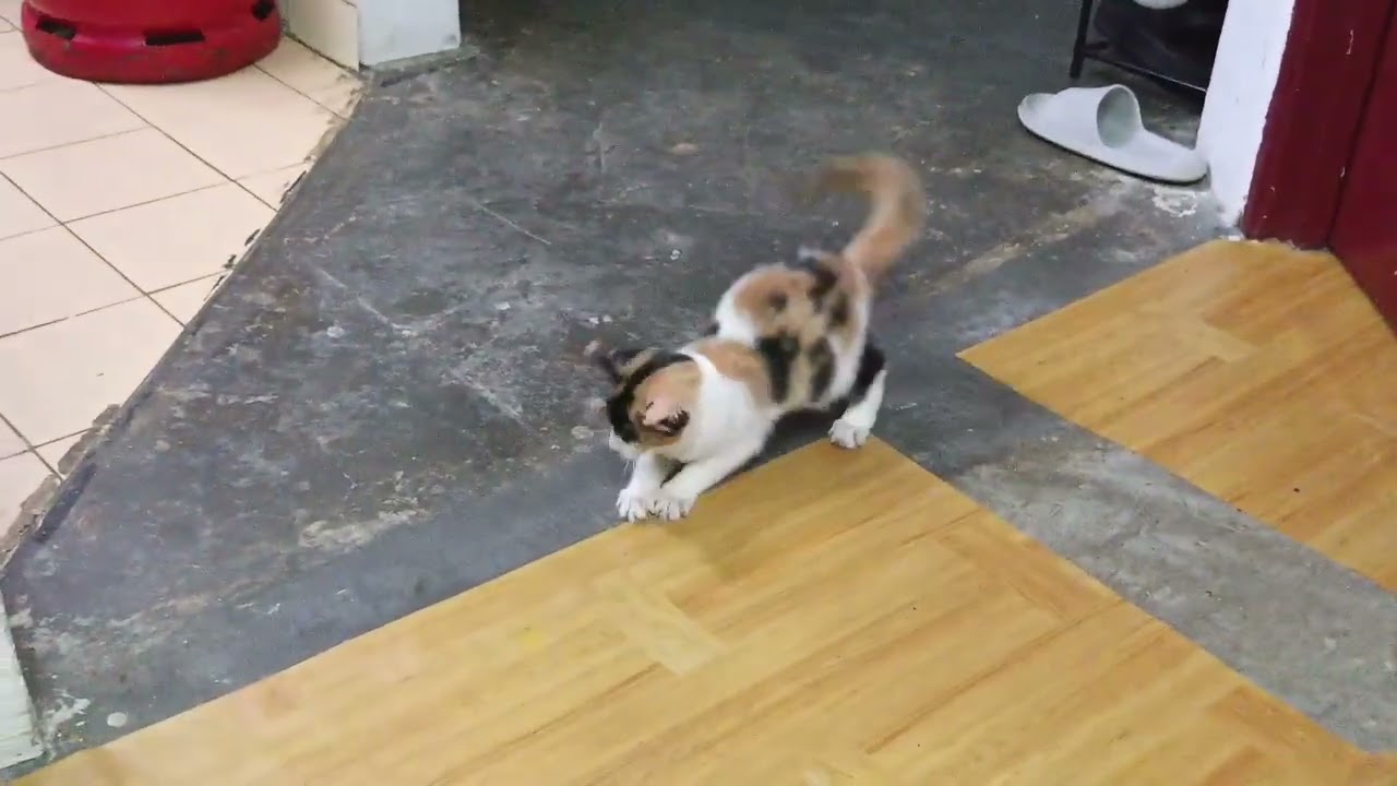 terlalu lincah susah di ajak diskusi!