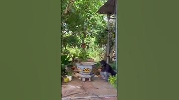 Nợ ngân hàng gia đình quyết định bán đất vườn đã sinh sống bấy lâu nay ở BR-VT #shorts