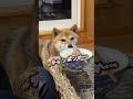 イタズラしながら平然とトテトテ歩いてくる柴犬てぃーだ