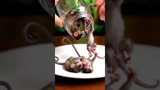 Mini Monkeys Escaping The Jar Too Cute To Handle