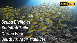 Scuba Diving at KudaRah Thila with tens of thousands of Blue Striped Yellow Snappers Maldives 4k HDR