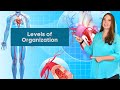 Levels of Organization Quiz