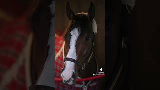 Famous Which one is your favorite? #KentuckyDerby Wealth