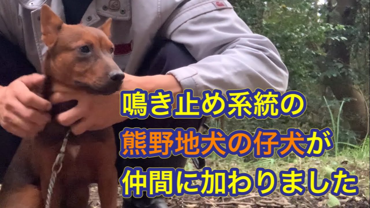 鳴き止め系の熊野地犬の猟犬の仔犬が新しく仲間になりました Youtube 鳴き止め系の熊野地犬の猟犬の仔犬が新しく仲間になりました Youtube