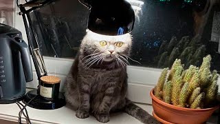 Best Funny Animal Videos Of The 2023 🤣 - Funniest Cats And Dogs Videos 😺😍 by The Animals 1,243 views 9 months ago 20 minutes