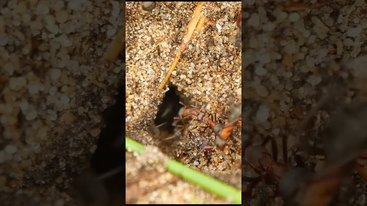 ЗАЧЕМ КРАСНЫМ МУРАВЬЯМ НУЖНЫ РАБЫ?