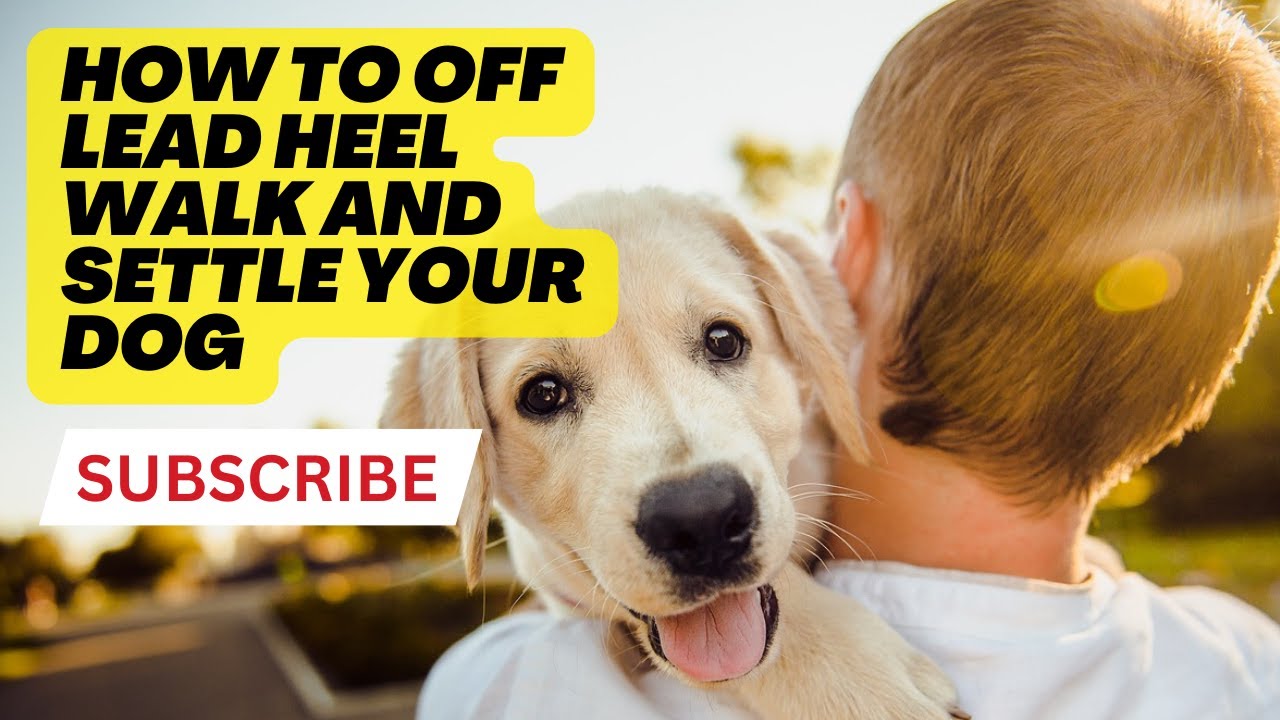 HOW TO TRAIN YOUR DOG TO WALK OFF LEAD IN PUBLIC | DAN CHEUNG DOG ...