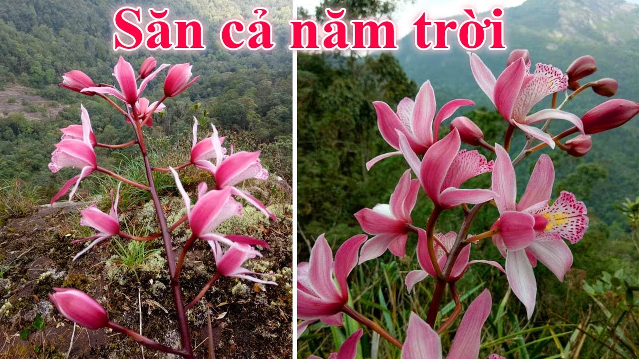 Vui khôn xiết đón lô địa lan kiếm Hồng Lan về sau cả năm dặn bà con (300K/p) | 0384750258