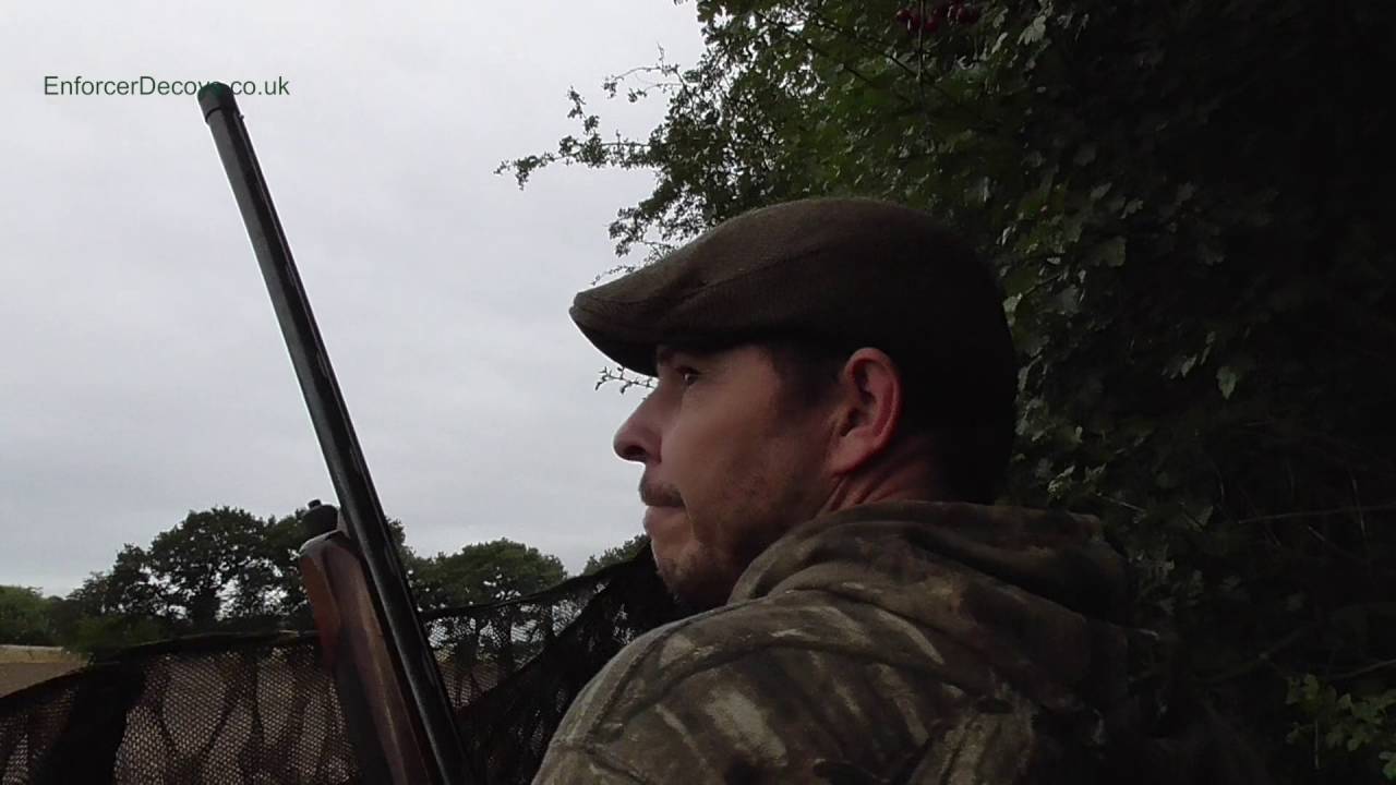 Pigeon Decoying With The Enforcer Pigeon decoys With DJ Decoys YouTube