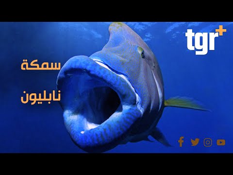 سمكة نابليون ثنائية الجنس مهددة بالانقراض