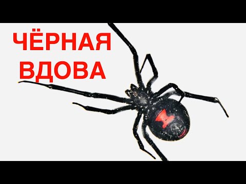 Внимание! В Калифорнии можно это встретить! Паук ЧЁРНАЯ ВДОВА!