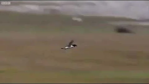 Too low Terrain Pull up, Pull up