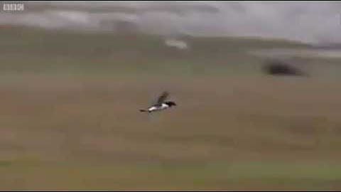 Too low Terrain Pull up, Pull up