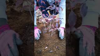 動画で株立ちの作り方1-ヤマボウシ