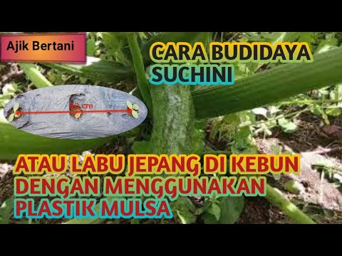 Video: Tumbuh Zucchini Di Ladang Terbuka