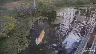 Making waves! Dutchess tiger at Big Cat Rescue.