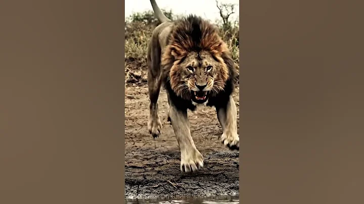 Lion Attacks Crocodile: A Vicious Confrontation | Survival in the Wild