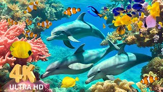 4K UnderWater Wonders Relaxing Music Coral Reef Fish \& Colorful Sea Life Calming Music For Nerves