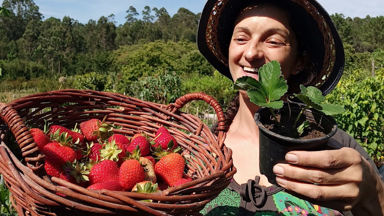 COIDADOS E REPRODUCIÓN DE FRESAS 🍓🌱 ||{NUSKA}