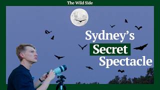 Sydney Is Hiding 35,000 Bats | The Wild Side
