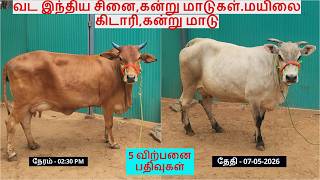 5-விற்பனை பதிவுகள்.வட இந்திய சினை,கன்று மாடுகள்.மயிலை கிடாரி,கன்று மாடு.