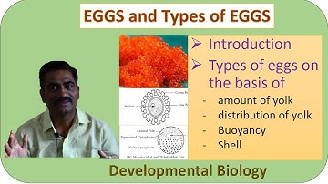 EGGS and Types of EGGS (on basis of amount and distribution of Yolk, Bouncy, Shell)