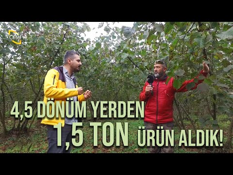 Dal Kesmekten Korkmayın! - (Fındıkta Budama ve Sulama) - Derdimiz Fındık