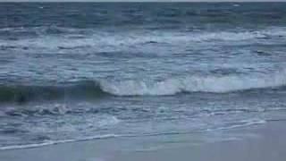 Flying & Walking Seagulls at Myrtle Beach