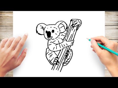 How to Draw Koala