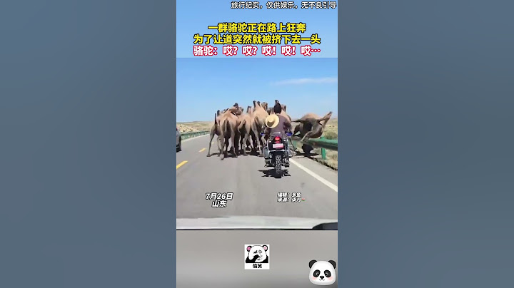 😂一羣駱駝正在路上狂奔，爲了讓道突然就被擠下去一頭，被擠駱駝：哎？哎？哎！哎！哎…（旅行紀實，僅供娛樂，無不良引導）#shorts #china #DynamicChina