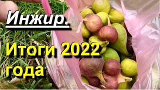 Инжир в центре Украины. Итоги отбора 2022 года. 10 22 2022