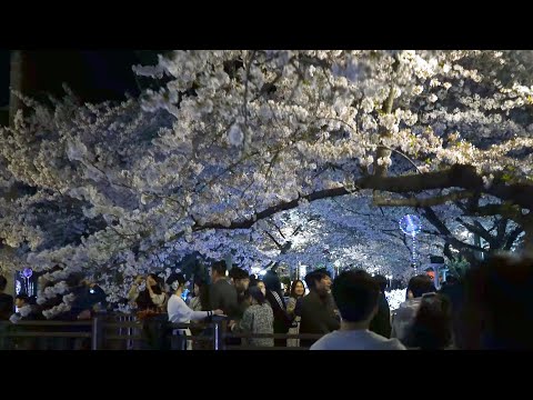 [4K Walk] 진해 군항제 벚꽃축제, 진해 여좌천 Cherryblossom Night Walking