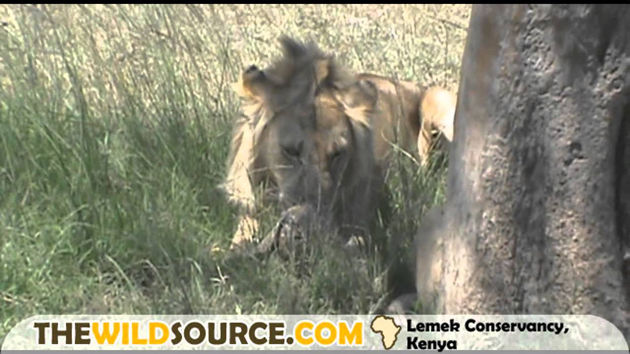 Lion tries to eat tortoise