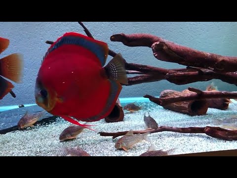 Top 5 Most Beautiful Discus Species | Amazing Red Discus Tank