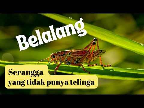 Video: Apakah belalang punya telinga?