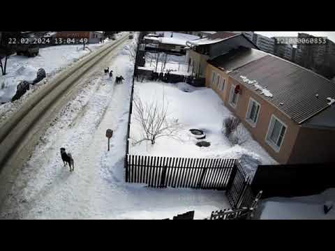 Бродячие собаки разорвали кошку. Пенза, ул. Пушанина. - YouTube
