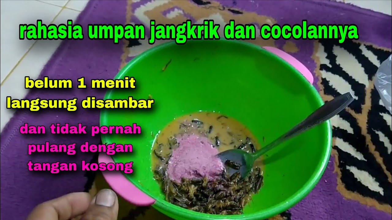 Umpan ikan lele harian terbaru paling gacor dan anti boncos #129