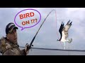 This is crazy i catch an osprey on a fishing pole