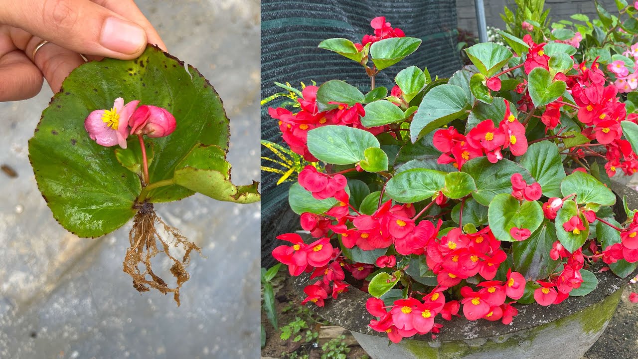 How to grow Begonia flowers with leaves - thptnganamst.edu.vn