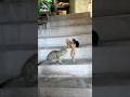 Hardworking Mom &amp; Naughty Kittens! 🐾