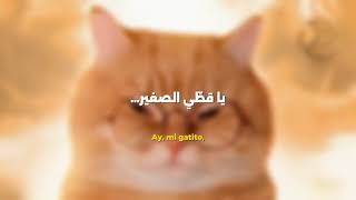 اغنية مياو مياو مترجمة بالعربية الاغنية الترند   - اسمعها