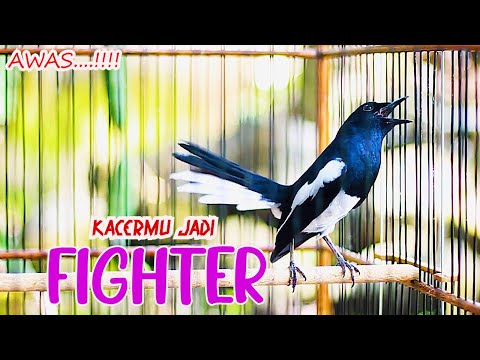 KACER NGEPLAY GACOR MATERI MEWAH, BIKIN KACER LAIN RAJIN BUNYI DAN FIGHTER