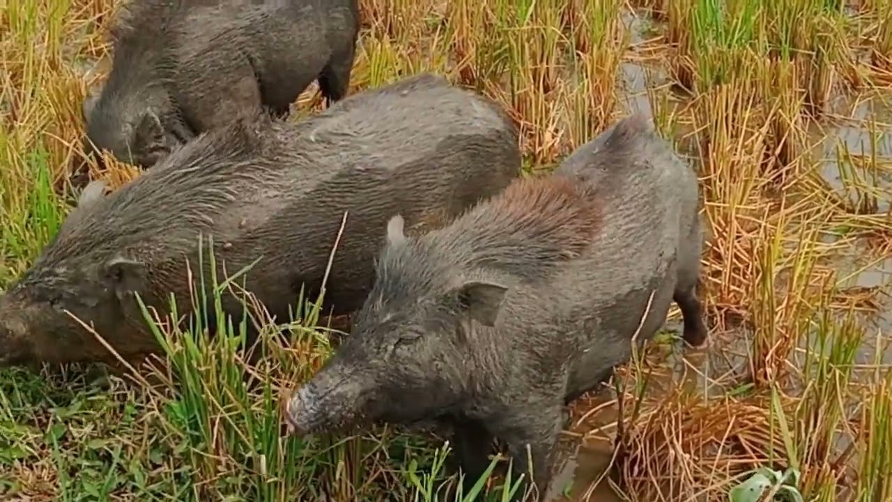 wild pig shooting,pigs, hog, boar,funny pig ,pigs facts